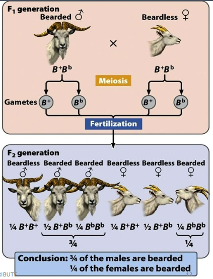 <p>Sex influences expression of trait, both sexes express the trait to varying degrees, dominant in one sex but recessive in the other sex</p>