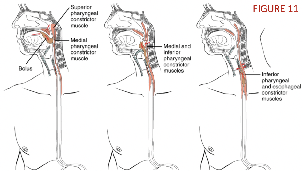 <ol><li><p><u>voluntary stage: swallowing food</u></p><ol><li><p>tongue moves up and back</p></li><li><p>bolus pushed into <strong>oropharynx</strong></p></li></ol></li><li><p><u>pharyngeal phase:</u></p><ol><li><p>soft palate + uvula close off nasopharynx</p></li><li><p>nasopharynx is closed → <strong>deglutition apnea </strong>(breathing ceases) occurs</p></li><li><p>pharyngeal constrictor muscles move bolus to upper esophageal sphincter </p></li><li><p>bolus enters esophagus</p></li></ol></li><li><p><u>esophageal phase</u><strong><u>: </u></strong></p><ol><li><p><strong>peristalsis</strong> moves bolus down to lower esophageal sphincter</p></li><li><p>lower esophageal sphincter relaxes → bolus enters stomach</p></li></ol></li></ol><p></p>