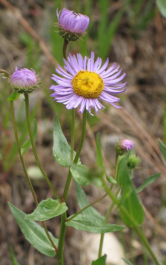 <p>Erigeron speciosus</p>