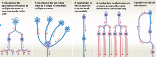 <p>A circuit for spreding stimulation to multiple neurons of neuronal pools in the CNS</p>