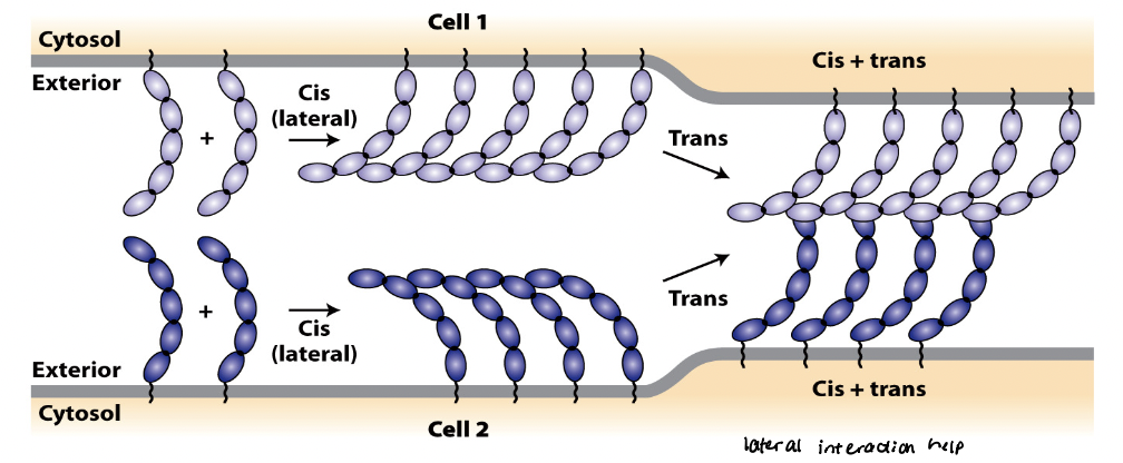<p>Trans and cis interactions are ______________. </p><ul><li><p>cis interactions can increase probability of forming trans interactions </p></li><li><p>trans interactions can induce cis interactions, which in turn strengthen trans interactions </p></li></ul><p></p>