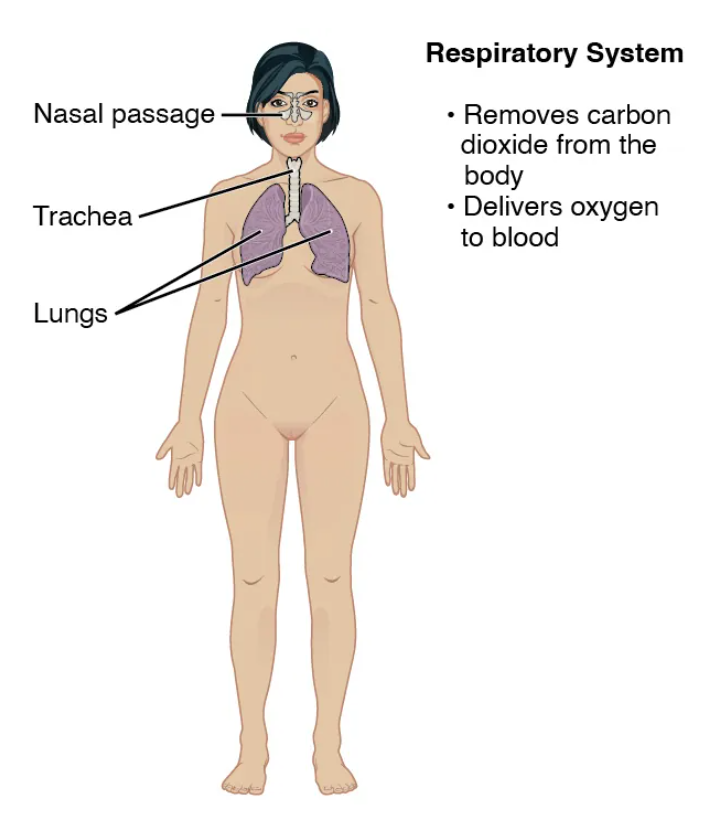 <p>exchanges oxygen/carbon dioxide between air and circulating blood (lungs, trachea, larynx, nasal passages)</p>