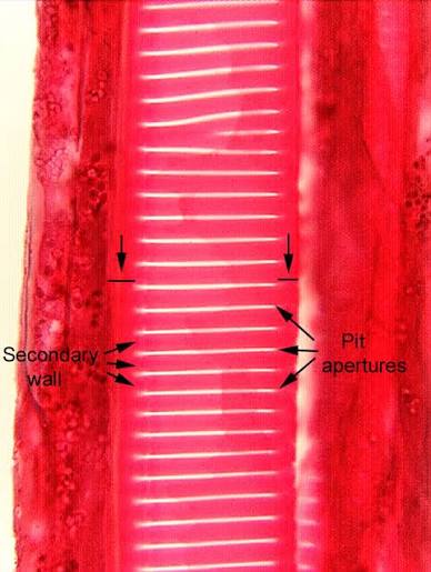<p>Pits are areas where only the <strong>primary cell wall</strong> remains between adjacent cells, allowing transport and communication.</p>
