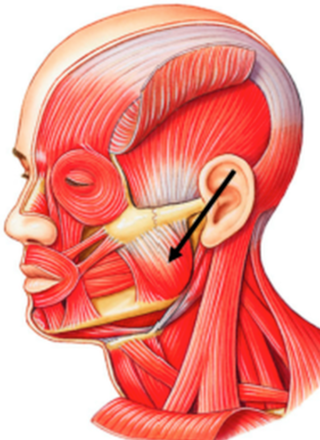 <p>helps you chew</p>