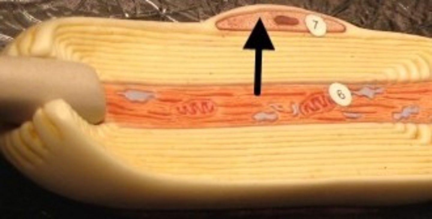 <p>Identify the structure.</p>