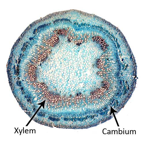 <p>Vascular cambrium</p>