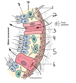 <p>Identify 5</p>