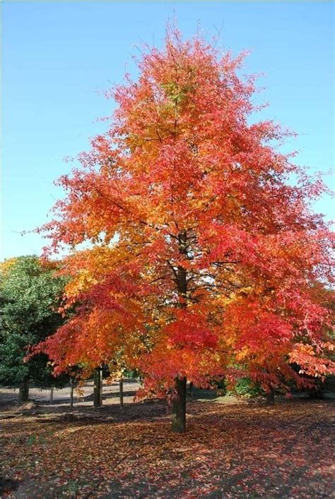 <p>Autumn interes</p>