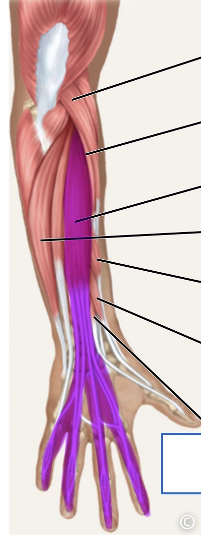 <p>posterior</p>
