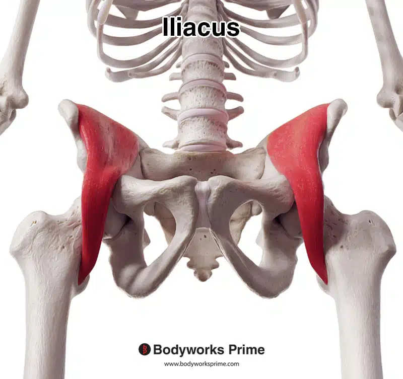 <p>iliac fossa and base of sacrum </p>
