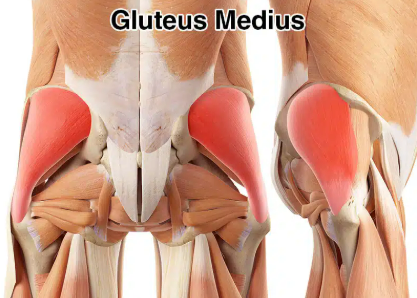 <p>gluteus medius</p>