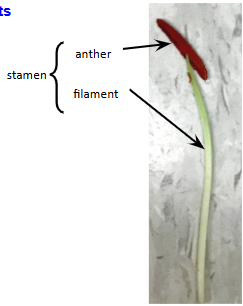 <p><strong>(</strong><span>also called stamen) consists of filament, anther, and connective tissue; male reproductive organs.</span></p>