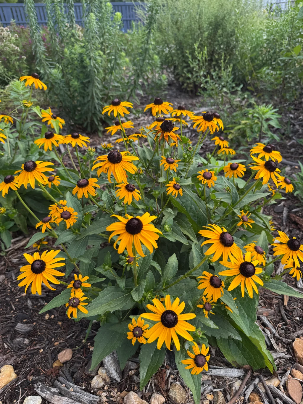 <p>Goldsturm black-eyed Susan</p>