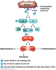 <p>mannose-binding lectin binds to pathogen surface</p><p>2nd to act</p>