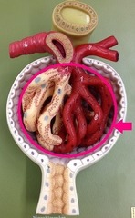 <p>A ball of capillaries surrounded by Bowman's capsule in the nephron </p><p>Function: filtration - "sieve" </p><p>-collect RBC, WBC, etc and save it while the fluid goes through</p>