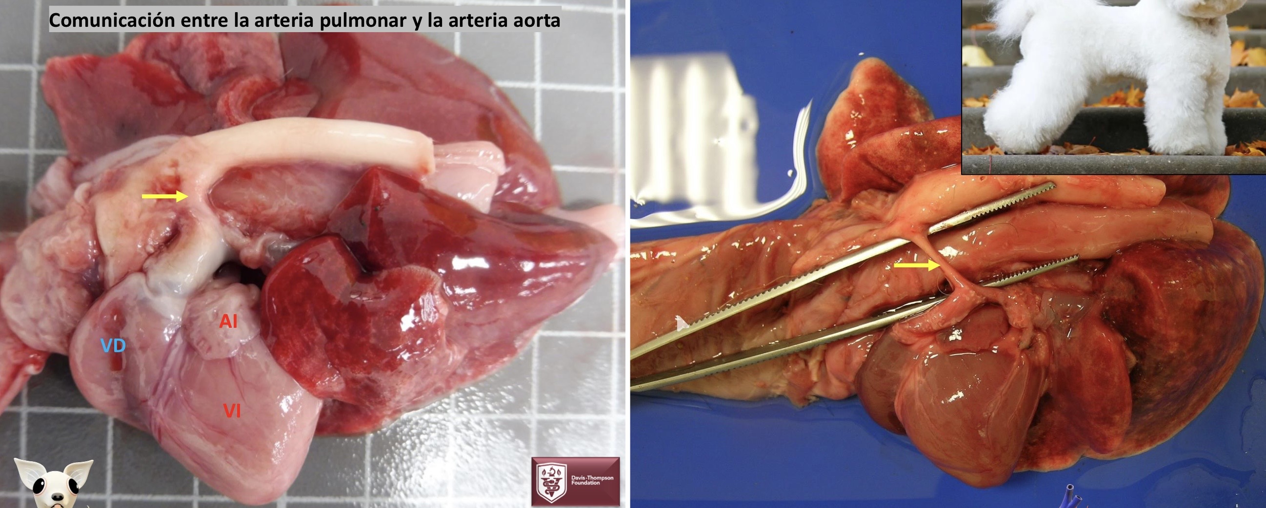 <p>Patogenia </p>