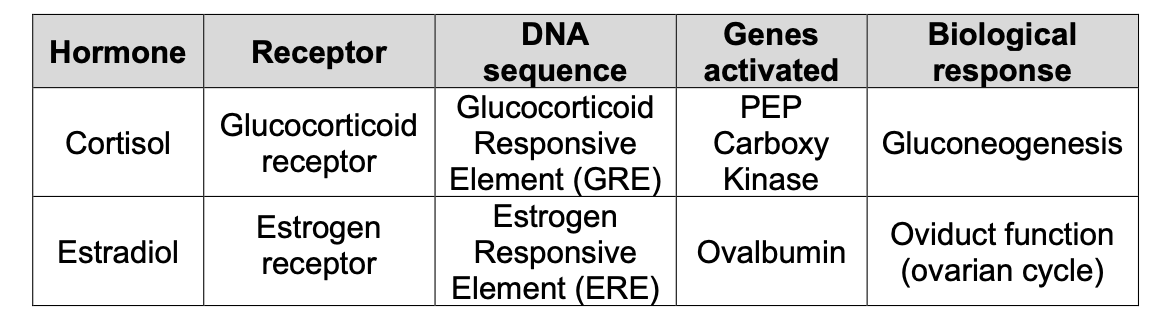 <p><em>Clinical Relevance:</em> Tamoxifen is an antagonist (competitive inhibitor) that targets the estrogen receptor; it is used against breast cancer because some breast tumors rely on estrogen-mediated pathways for proliferation.</p>