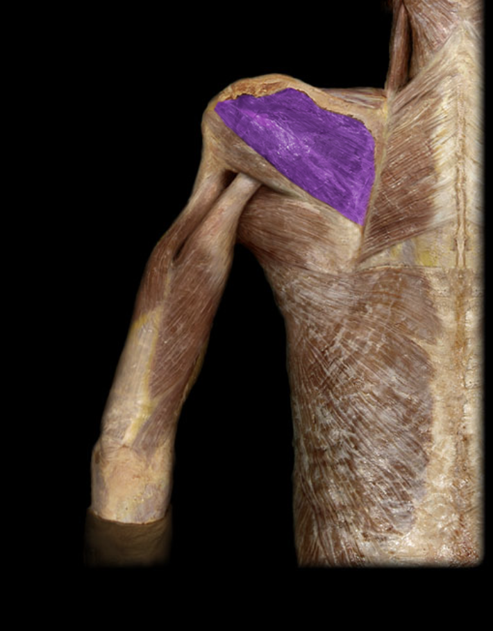 <p>Rotator cuff.</p>