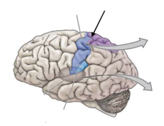 <p>Important for using sensory information to guide movement.</p>