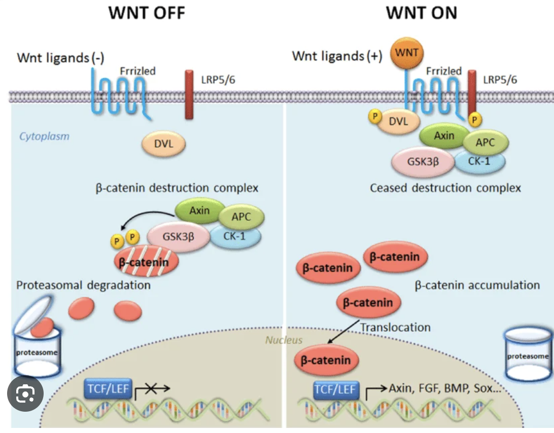 <ul><li><p>On: beta-Centenin goes inside nucleus to tell it to divide</p></li><li><p>Off: Proteosome, no gene transcription for division</p></li></ul><p></p>