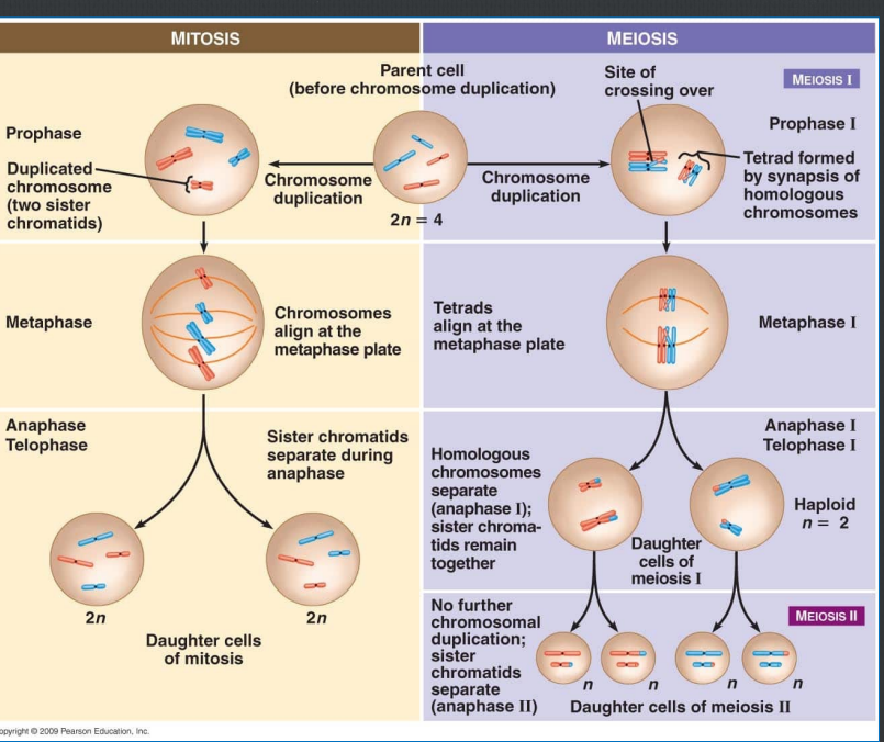 <p>Mitosis Vs Meiosis </p>
