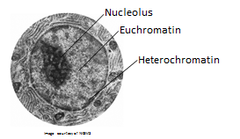 <p>Densely packed chromatin that is transcriptionally silent.</p>