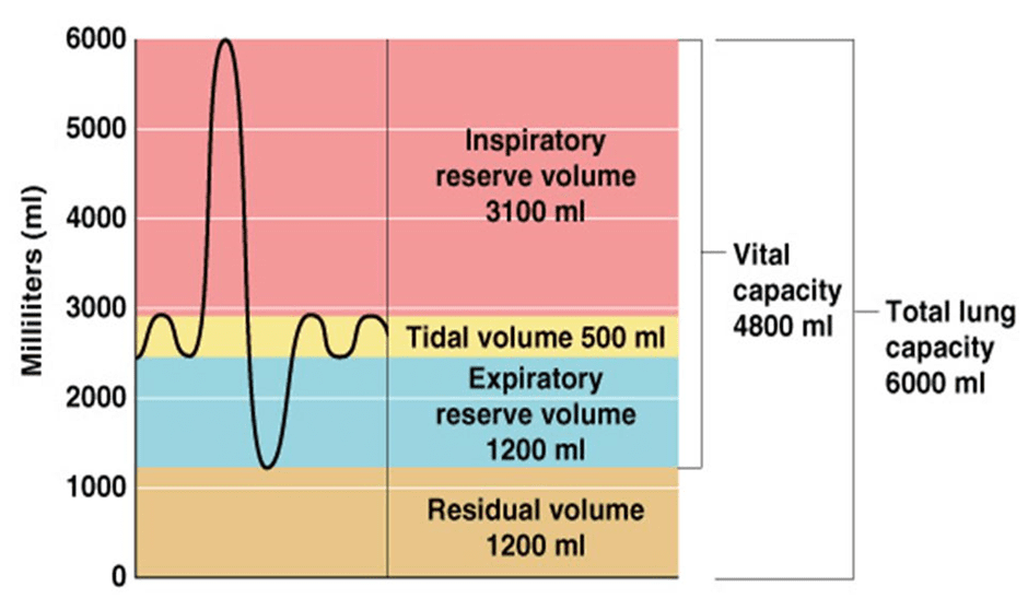 <p>volume of <strong>air remaining </strong>in lungs <strong>after maximum expiration</strong></p>