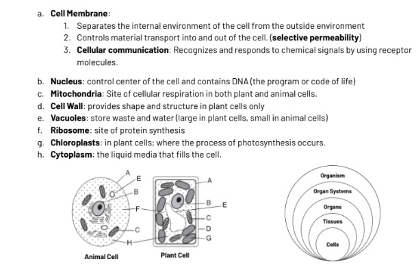 <p>provides shape and structure in plant cells only </p><ol><li><p><strong>D</strong></p></li></ol><p></p>