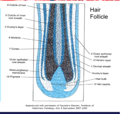 <ol><li><p>medulla, cortex, cuticle of hair</p></li><li><p>Huxley layer, Henle layer (inner root sheath)</p></li><li><p>outer root sheath (continuous with epidermis)</p></li><li><p>glassy membrane (basement membrane)</p></li></ol><p></p>