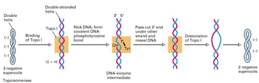 <p>one less supercoil</p>