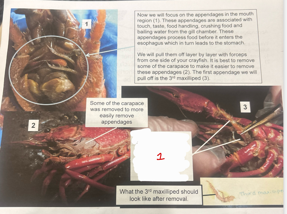 <p>More Appendages</p>