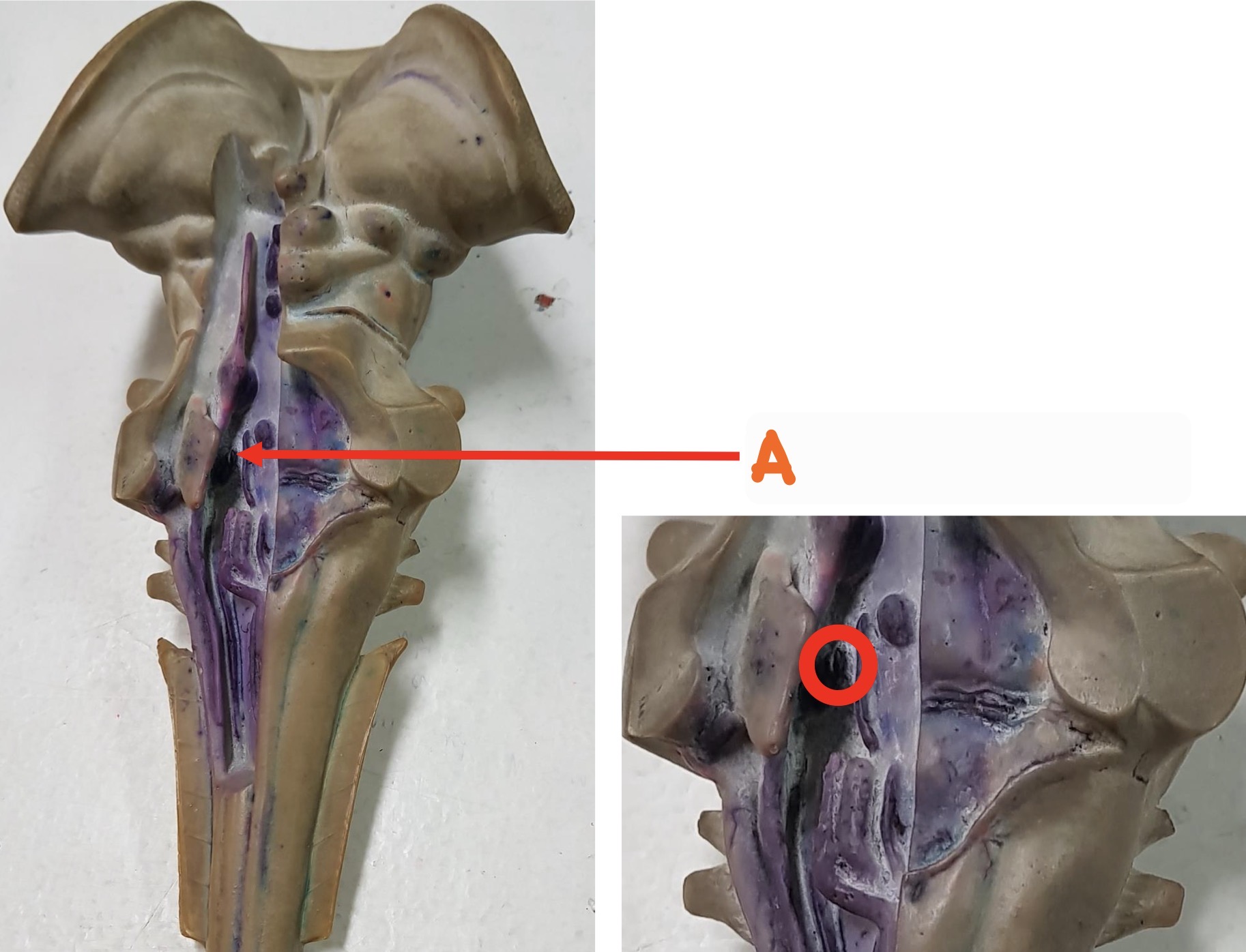 knowt flashcard image