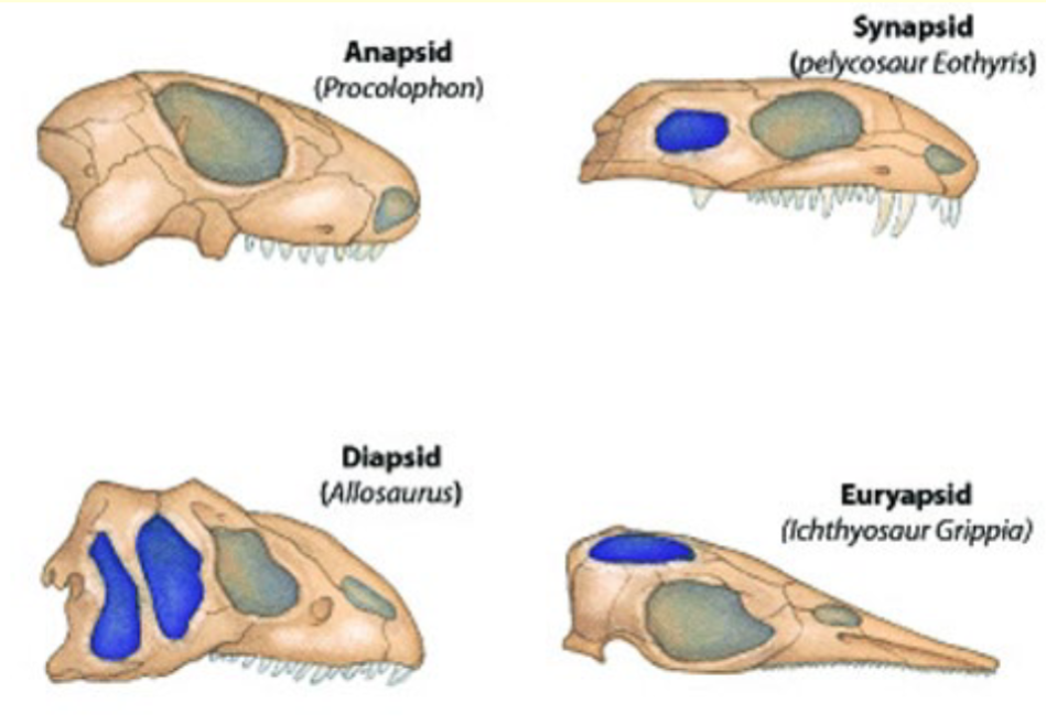 <ul><li><p>Anapsid: Solid Skull with No Opening, Turtles</p></li><li><p>Synapsid: One Opening in Skull, Mammals</p></li><li><p>Diapsid: Two Openings in Skull, All Reptiles &amp; Birds minus Turtles</p></li></ul><p></p>