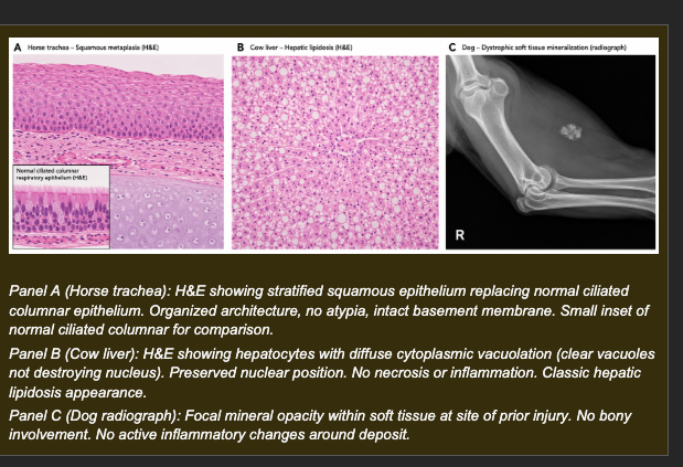 <p>Animal A (horse): Tracheal biopsy following years in a poorly ventilated stable. Normal ciliated columnar respiratory epithelium replaced by stratified squamous epithelium. Basement membrane intact. Tissue organization preserved. Cilia absent.</p><p>Animal B (dairy cow, peak lactation): Liver biopsy. Diffuse cytoplasmic vacuolation in hepatocytes. Nuclei preserved and centrally positioned. Cell membranes intact. No inflammatory infiltrate. Cow is in negative energy balance.</p><p>Animal C (older dog): Incidental radiograph finding -- focal mineral deposits in hindlimb region that sustained severe muscle injury 2 years ago. Serum calcium and phosphorus: within normal reference ranges.</p><p></p><p><strong>Which set of interpretations correctly identifies the process in each animal and explains the mechanism?</strong></p><p><span>a. Animal A: metaplasia -- chronic irritation has replaced ciliated columnar epithelium with stratified squamous epithelium that resists chemical stress but lacks mucociliary clearance. Animal B: lipid accumulation -- negative energy balance mobilizes peripheral fat stores faster than the liver can export them, producing vacuolation in viable hepatocytes. Animal C: dystrophic calcification -- mineral deposition in previously damaged tissue driven by local tissue factors, not systemic mineral excess (confirmed by normal serum calcium and phosphorus)</span></p><p><span>b. Animal A: reversible injury from irritant exposure. Animal B: hypertrophic response to increased metabolic demand. Animal C: metastatic calcification from systemic hypercalcemia</span></p><p><span>c. Animal A: hyperplasia from chronic irritation. Animal B: cellular swelling from hypoxic reversible injury. Animal C: dystrophic calcification</span></p><p><span>d. Animal A: dysplasia from chronic irritant exposure. Animal B: lipid accumulation. Animal C: reversible hypoxic injury producing mineral deposits</span></p>