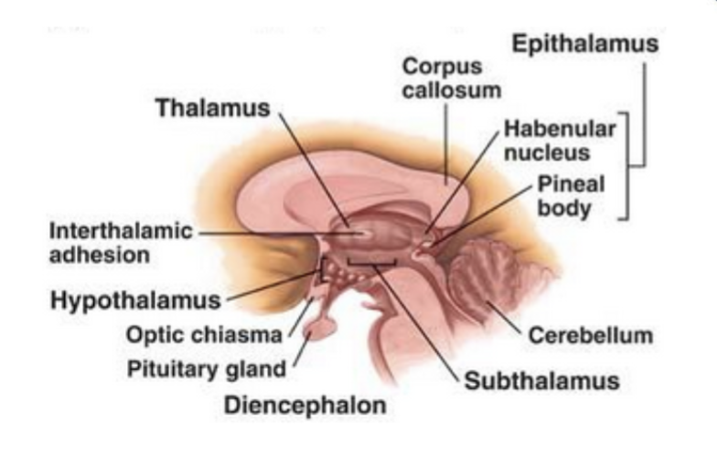 <p>thalamus- collection of nuclei that relays info to the cortex; process emotions and some memory; sensory integration, regulate consciousness/arousal/attention</p><p>hypothalamus- inferior to thalamus; maintains homeostasis; regulates growth and reproductive organs</p><p>epithalamus (pineal gland)- postero-superior to thalamus; influences other endocrine glands (pituitary and adrenal)</p><p>subthalamus- inferolateral to thalamus; movement control; closely related to the basal ganglia</p>