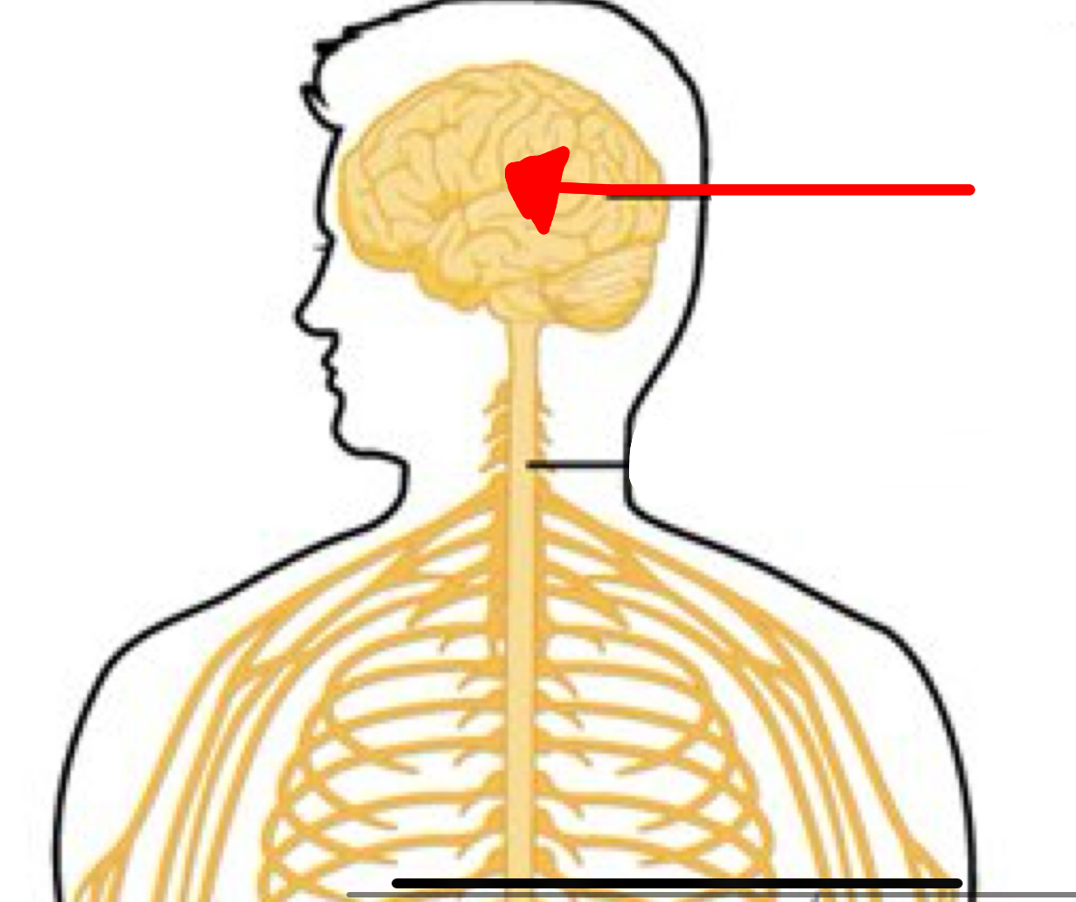 <p>Identify the 2 organ the red arrow it pointing to</p>