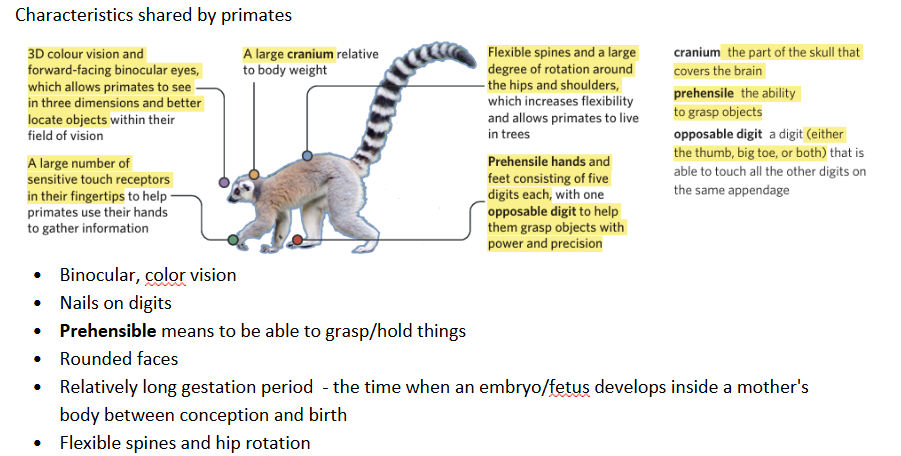 <p class="Paragraph SCXO23792071 BCX0" style="text-align: left;"><span style="background-color: inherit; line-height: 20.7px; color: windowtext;">--> Within the class Mammalia, humans are further classified into primates</span><span style="line-height: 20.7px; color: windowtext;"> </span></p><ul><li><p class="Paragraph SCXO23792071 BCX0" style="text-align: left;"><span style="background-color: inherit; line-height: 20.7px; color: windowtext;">Primates are often referred to as ‘the highest order of mammals’, given their large brain size (in relation to body size) relative to other mammals and their increased reliance on visual acuity (meaning sharpness/clarity of vision)</span><span style="line-height: 20.7px; color: windowtext;"> </span></p></li></ul><p class="Paragraph SCXO23792071 BCX0" style="text-align: left;"><span style="line-height: 20.7px; color: windowtext;"> </span></p><p class="Paragraph SCXO23792071 BCX0" style="text-align: left;"><span style="background-color: inherit; line-height: 20.7px; color: windowtext;">Examples of primates include:</span><span style="line-height: 20.7px; color: windowtext;"> </span></p><ul><li><p class="Paragraph SCXO23792071 BCX0" style="text-align: left;"><span style="background-color: inherit; line-height: 20.7px; color: windowtext;">Humans, chimpanzees, gorillas, orangutans, gibbons, monkeys, tarsiers, lemurs</span></p></li></ul><p></p>