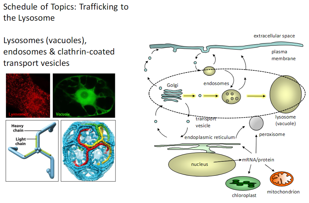 <p><strong>Lysosomes (Vacuoles)</strong><br> Contain <strong>digestive enzymes</strong> for breaking down <strong>macromolecules</strong></p><p><strong>Endosomes</strong><br> Involved in <strong>sorting and trafficking</strong> of <strong>internalized material</strong></p><p><strong>Clathrin-Coated Transport Vesicles</strong><br> Vesicles with a <strong>clathrin protein coat</strong> that mediates <strong>transport between organelles</strong> and <strong>from plasma membrane → endosomes</strong></p><p><strong>Key Point</strong><br> These compartments and vesicles coordinate <strong>protein and membrane trafficking</strong> and <strong>degradation</strong> within the cell</p>
