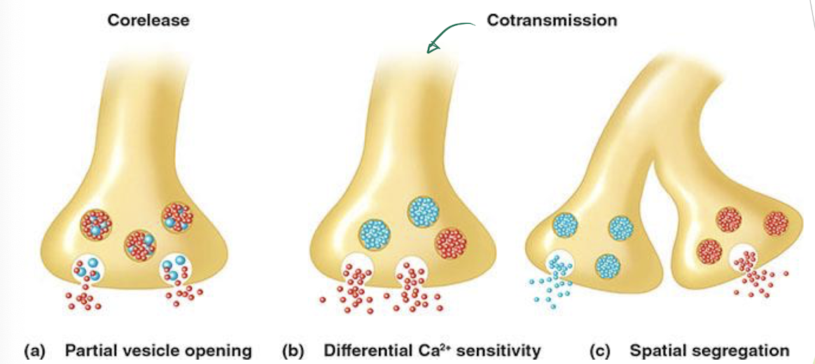 <p>Corelease = SAME vesicle of a terminal + MULTIPLE transmitters </p><p></p><p>Cotransmission = multiple transmitters in SEPARATE vesicles of a terminal</p><p></p><p>Spatial Segregation = multiple transmitters in SEPARATE vesicles are released from DIFF terminals </p><p></p><p>→ multiple neurotransmitters can be released from a neuron</p>