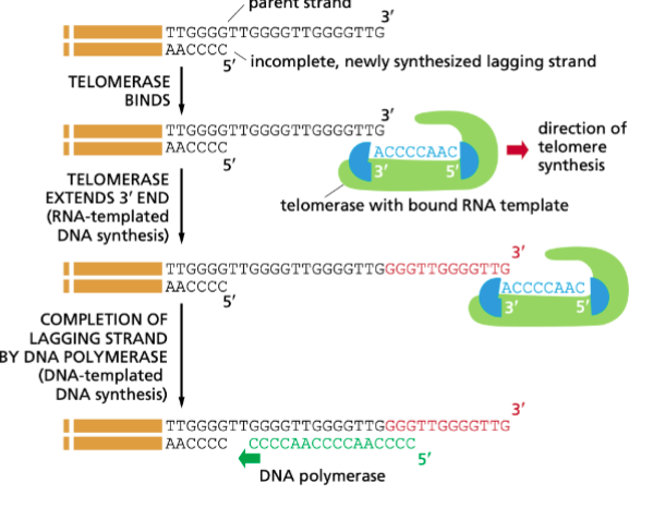<p><span>An enzyme that extends the ends of linear chromosomes (telomeres)</span></p>