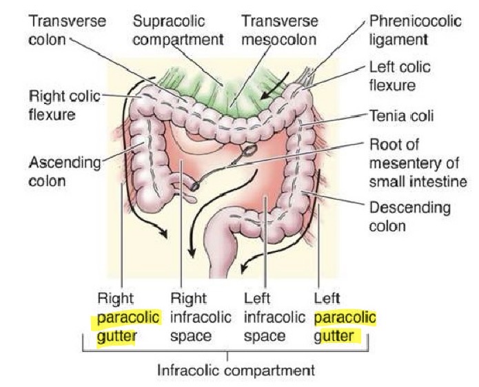 <p>Found along the lateral ascending and descending colons that conduct fluid between supracolic compartment of abdomen and the infracolic compartment of interior abdomen and pelvis. </p><p>it is important in determining the extension of disease</p>
