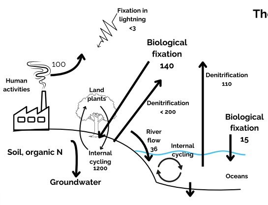 <ul><li><p>Abundant in the atmosphere</p></li><li><p>Influenced by fertiliser use </p></li><li><p>Biological fixation</p></li><li><p>Nitrogen gas converted into ammonium</p></li><li><p>Needed by plants</p></li><li><p>Transported by river flow</p></li><li><p>Organisms convert N2 → NH3</p></li><li><p>Plants need NH4+ or NO3-</p></li></ul><p></p>