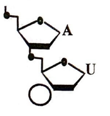 <p>Refer to the figure of the dinucleotide; is it DNA or RNA? Also, is the circle closest to the 5’ or 3’ end?</p>