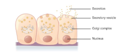 <p>The above image is an example of which of the following?</p><p>A. exocytosis</p><p>B. endocytosis</p><p>C. facilitated transport</p><p>D. receptor mediated endocytosis</p>
