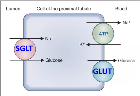 <p>Where are SGLT2 and GLUT2 found?</p>