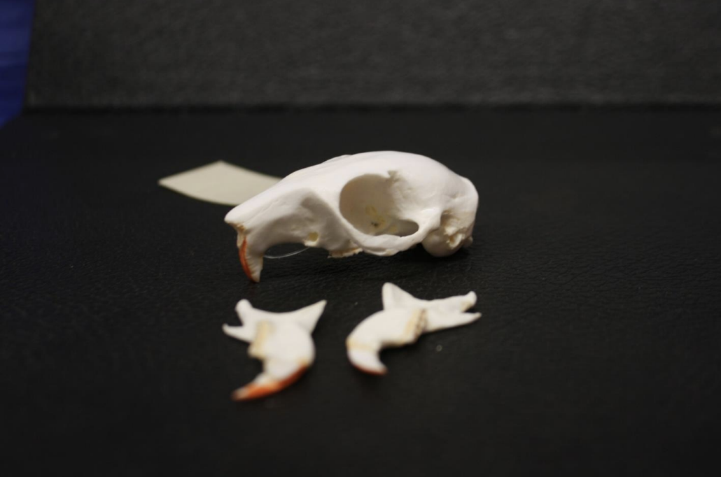 <p>Identify this skull</p>