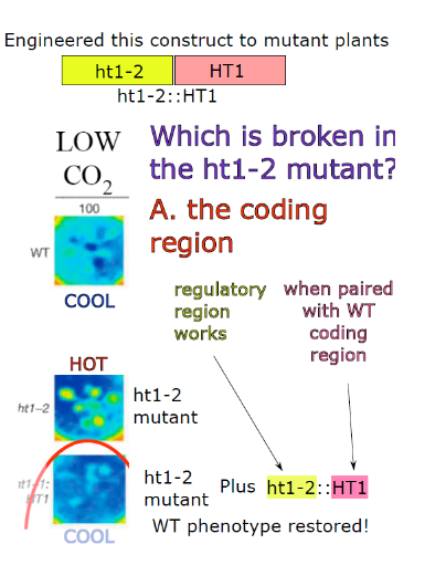 <p>The coding region</p>