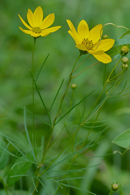 <p>Thread-leaf tikseed or coreopsis</p>
