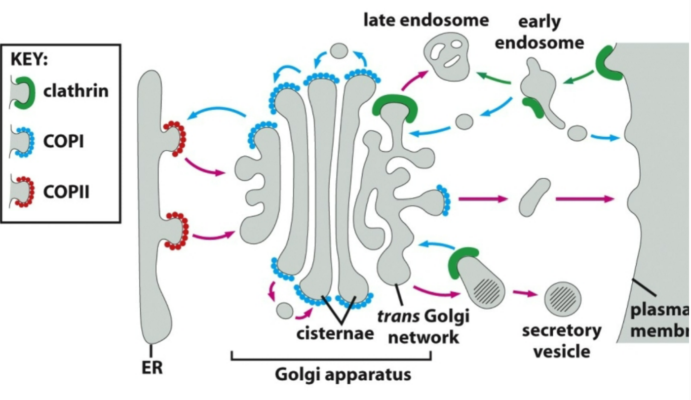 <p>vesicular sorting depends on the assembly of a special protein coat formed at specific locations along a given donor compartment. what are those three protein coats that are involved?</p>