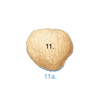 <p>11.</p>